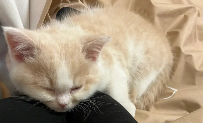 猫咪为什么摸脖子咬人呢