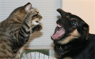 是狗怕猫还是猫怕狗