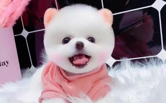 茶杯犬有什么特点？来了解一下吧