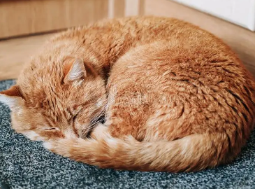 猫咪睡觉为什么成团