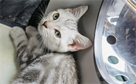 猫咪不看自己为什么