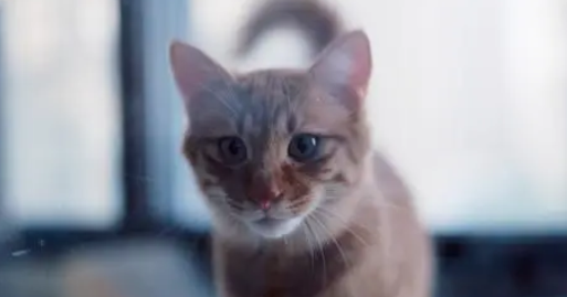 为什么土猫是三角脸？答案揭晓