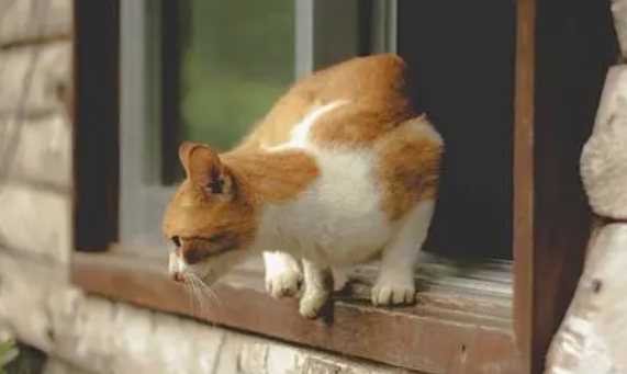 猫咪为什么跳到窗子上睡觉呢 猫咪为什么跳到窗子上睡觉呢