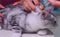 猫1岁了打疫苗晚不晚