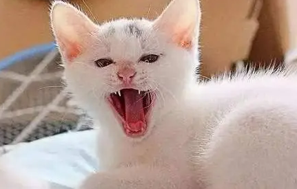 猫咪为什么老是在家叫呢
