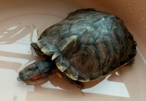 乌龟拉肚子能自愈吗 乌龟拉肚子能自愈吗