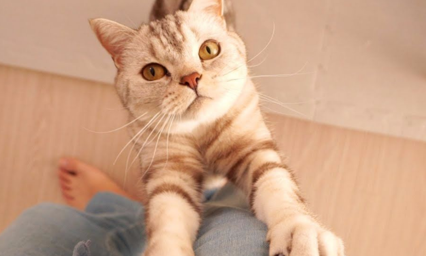 猫咪为什么天天跟着主人 猫咪为什么天天跟着主人