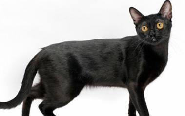 孟买猫和黑猫的区别有哪些?具体有什么区别?