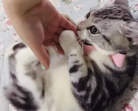 猫咪为什么害羞咬人呢 猫咪为什么害羞咬人呢