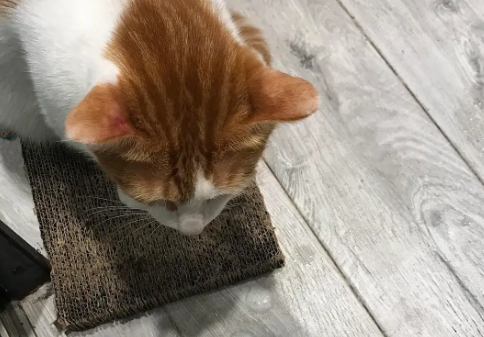 猫咪吐黄水是怎么了