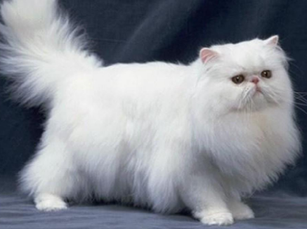波斯猫好养吗?新手铲屎官可以看看~ 波斯猫好养吗?新手铲屎官可以看看~