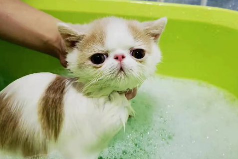 宠物猫要洗澡吗