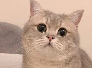猫藏在家里找不到了怎么找
