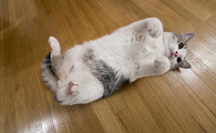 猫咪为什么生产就在地板生产