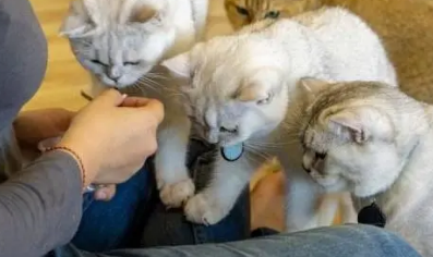 13个已被科学证明的养猫好处 13个已被科学证明的养猫好处