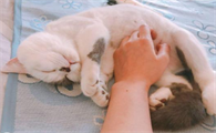 为什么揉猫咪肚子会叫个不停