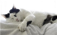猫咪为什么躲在松树里面不动