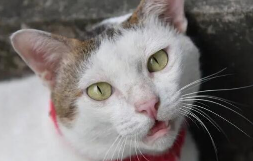 猫咪吞口水是什么原因