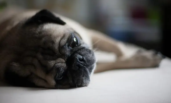 巴哥犬哪里买得到?想养的看这里 巴哥犬哪里买得到?想养的看这里