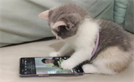 猫咪为什么要攻击手机屏幕呢