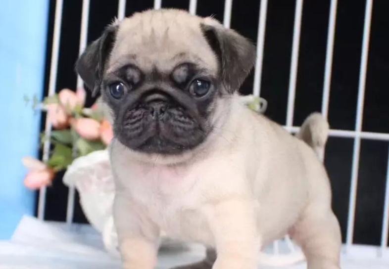 巴哥犬呕吐吃什么药？该怎么质量？