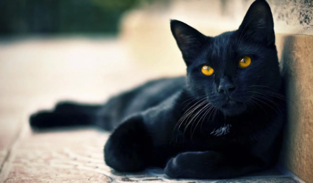 纯黑的猫一般人养不了 纯黑的猫一般人养不了
