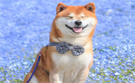 养秋田犬的禁忌是什么?来看看吧