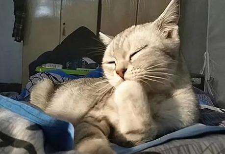 猫咪为什么爱啃毛毛的东西