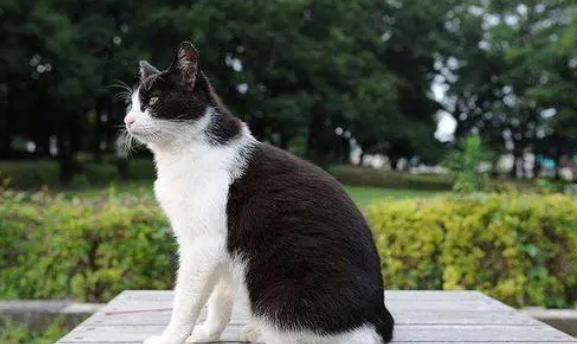 日本短尾猫好养吗？该怎么饲养？