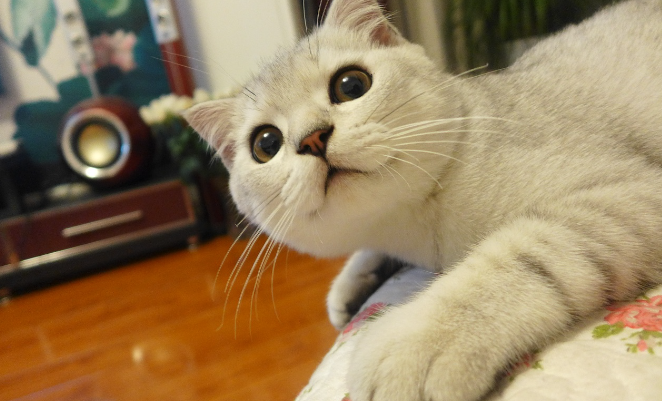 猫咪为什么老抠嘴巴 猫咪为什么老抠嘴巴