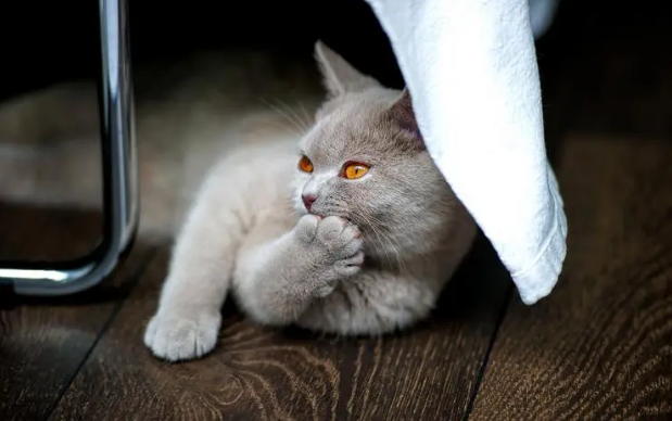 猫老抓东西是什么原因