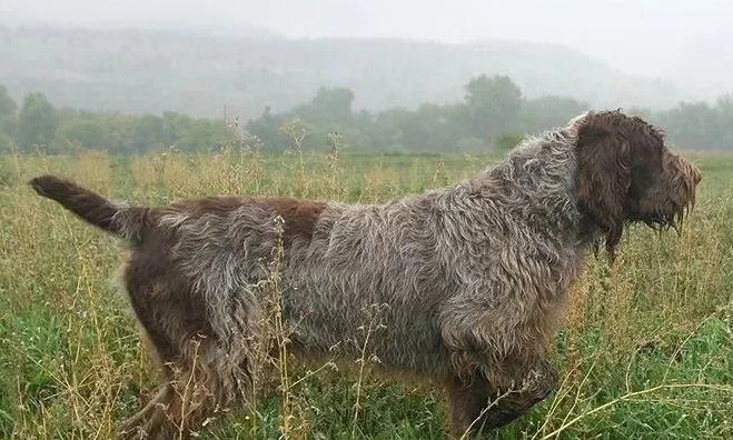 史毕诺犬产后怎么护理?来这里看看吧 史毕诺犬产后怎么护理?来这里看看吧