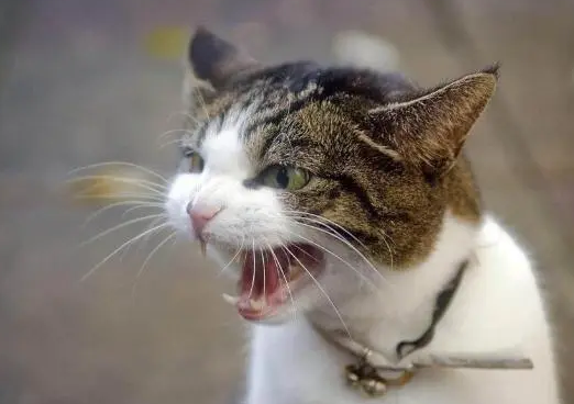 猫咪突然烦躁不安怎么回事