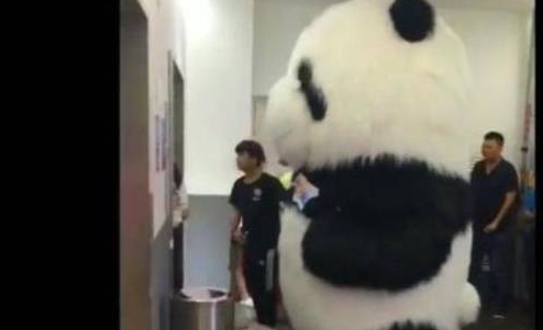 小姐姐电梯偶遇“大熊猫”,瞬间被圈粉,只是进电梯的时候尴尬了 小姐姐电梯偶遇“大熊猫”,瞬间被圈粉,只是进电梯的时候尴尬了