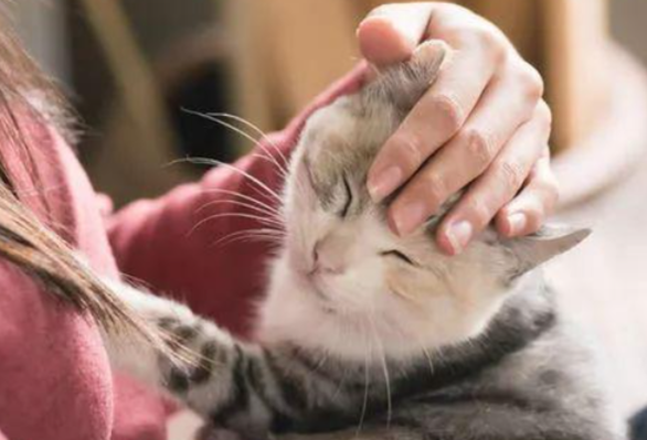 猫咪为什么不能摸苹果手机啊
