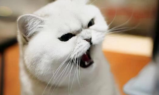 猫咪为啥晚上叫唤