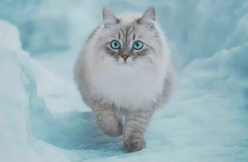 西伯利亚猫与缅因猫有什么区别?不知道的朋友来看看~ 西伯利亚猫与缅因猫有什么区别?不知道的朋友来看看~