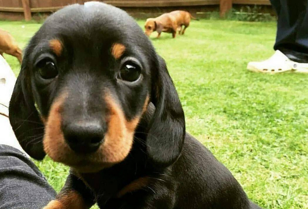 今日分享:腊肠犬养多久才听话 今日分享:腊肠犬养多久才听话