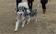 阿拉斯加犬最怕什么?今天带你们了解!