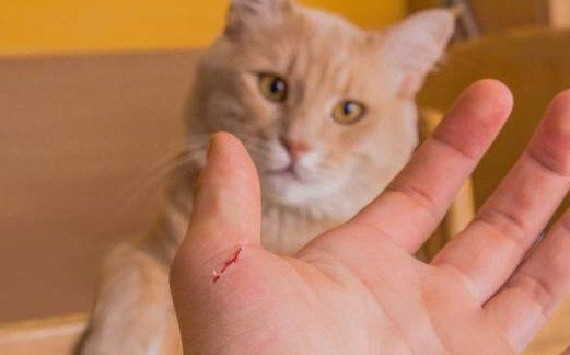 被家猫咬了轻微出血有事吗