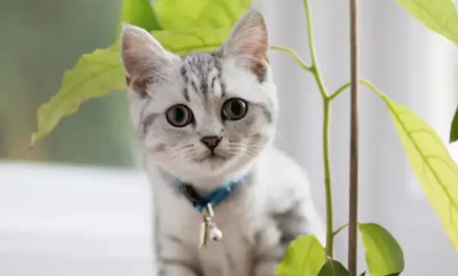 猫咪为什么会自己算钱自娱自乐 猫咪为什么会自己算钱自娱自乐