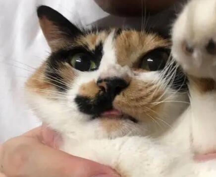 猫咪为什么咬主人鼻子 猫咪为什么咬主人鼻子