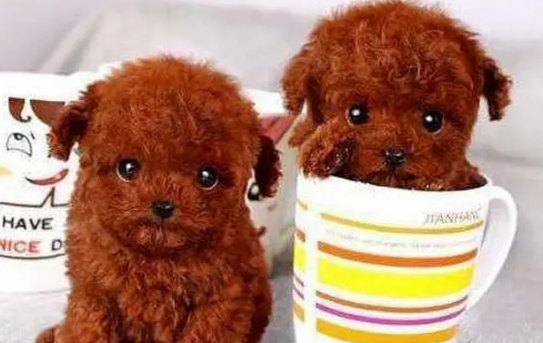 茶杯犬能吃米饭吗？这里有答案~