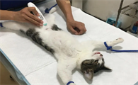 没钱给母猫绝育怎么办