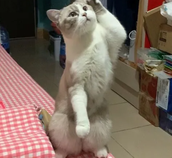 猫咪为什么后脚跟站着