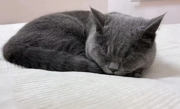 猫咪配种瑟瑟发抖为什么呢