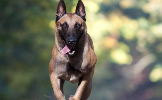 马犬一般多少度会冷?记得及时保暖 马犬一般多少度会冷?记得及时保暖