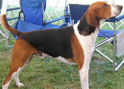 英国猎狐犬是比格犬吗?它们有什么区别? 英国猎狐犬是比格犬吗?它们有什么区别?