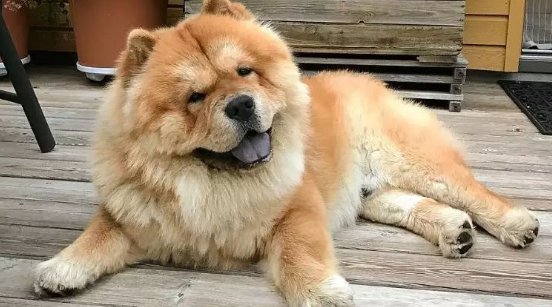 松狮犬为什么忠心?小编来和大家说说! 松狮犬为什么忠心?小编来和大家说说!