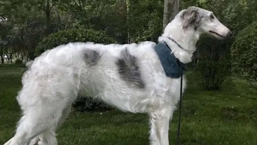 怎么训练苏俄猎狼犬随行？训练方法它来了！